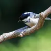 On la différencie de la Mésange charbonnière par **l’absence de jaune** sur le ventre et à la **tache blanche sur la nuque**.