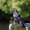 La Corneille noire a le plumage noir mais **plus brillant que celui du corbeau**.