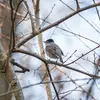 Elle passe l'hiver sur le **pourtour méditérannéen**.