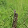 Il **se perche** pour guetter les alentours, poursuit et **capture** un insecte volant et **revient** à son perchoir. 
