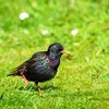 Au jardin, l'Étourneau sansonnet fait des **pas saccadés** alors que le merle sautille.
