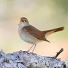 Il produit des cris divers : des "huit" sifflés et des "grrouik" grinçants.