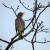 Elle chante perchée, sur la **cime des grands arbres**.