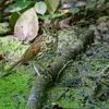 La Grive musicienne vit dans les **forêts de feuillus et de conifères** et dans les **arbres et buissons** des **parcs et jardins**.
