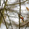 Le Pic épeiche vit dans les **forêts claires de feuillus ou mixtes, les parcs de feuillus** et parfois près des habitations.