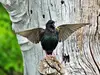En vol, on remarque la forme de ses ailes, **triangulaires et pointues**.