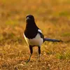 La Pie bavarde est **intelligente et curieuse**.
