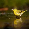 Le Tarin des aulnes a un plumage **vert-jaune**.