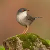 La femelle a la tête **grise** et son plumage est **brun clair**.