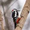 On peut l'entendre tambouriner dès le mois de **février**.