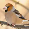 En hiver, son bec est **couleur beige**, en été il est **bleu acier**.
