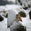 On la retrouve souvent dans les **cimetières, parcs et jardins**.