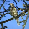 Son chant ressemble à celui du **merle** mais **moins varié**. Les strophes sont courtes et coupées par de brefs silences. 