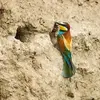 les **berges sablonneuses** des cours d'eau ... 