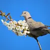 Elle se nourrit aussi de **baies, de bourgeons**...