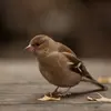 En général, ce sont les **femelles** qui migrent en automne **vers des zones plus chaudes**.