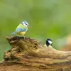 La Mésange charbonnière est capable d’**imiter** le cri d’autres mésanges (bleue, nonnette, noire).