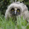 La période de reproduction du hibou moyen-duc s'étend de **mars à août**.