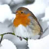 Beaucoup d'**hivernants dans nos régions** viennent de **Scandinavie** (notamment les femelles). Ceux qui nous quittent en cas de grand froid, vont vers la **Méditerranée**.