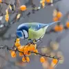 Les ailes et la queue sont dans les teintes **bleu et gris**.