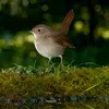 Le Rossignol philomèle vit en **forêt**, de préférence près de **l'eau**.