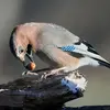 Son bec **noir et puissant** lui permet de **casser des gros fruits secs**, maintenus entre ses pattes.