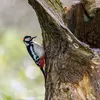 Au **jardin**, laisser de **vieux arbres** peut lui permettre  d'y creuser son nid dans le bois mort.