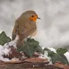 Pour survivre en hiver, la **femelle** occupe et défend elle aussi **son propre territoire**.