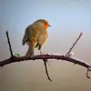 La couronne, le dos, les ailes et la queue du Rouge-gorge sont **brun** avec parfois des nuances grise ou olive.