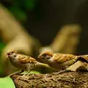 Il émet un **pépiement** mais **un peu plus bruyant et plus court** que celui du Moineau domestique.