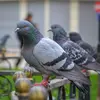 Certains ressemblent à leur **souche sauvage d'origine**, le pigeon biset, qui vit dans les falaises et en montagne.