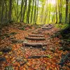 On la retrouve dans les **bois de feuillus** (arbres qui perdent leurs feuilles en hiver, comme le chêne, le hêtre et le bouleau). 