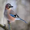On le reconnaît à ses **couleurs multicolores**.