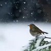 Le Rouge-gorge est un **grand solitaire**. Il défend son territoire toute l'année, même en hiver.