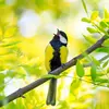  La Mésange charbonnière peut produire un chant assez court : "titu-titu". 