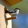 Le mâle peut avoir **plusieurs femelles**.