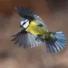 Elle peut aussi choisir de **migrer sur une courte distance** là où le climat est plus doux, pour trouver plus de **nourriture**. C’est le cas de la Mésange bleue vivant dans les montagnes.
