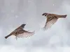 En **vol**, il est capable de s'élever à la verticale et de tourner sur place comme un **hélicoptère**.