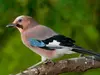 Ses ailes sont **noires et blanches** avec une **barre alaire bleue** striée de noir.