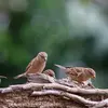 Le Moineau domestique est **très sociable** et vit en **groupe bruyant**.
