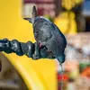 Le Pigeon domestique vit en grand nombre dans les **villes et villages**, mais sont plutôt rares en pleine campagne.