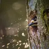 Son nid est tapissé de **copeaux de bois**.