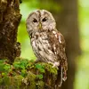 La Chouette hulotte est **un peu plus grande que le hibou moyen-duc**.