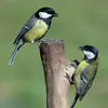 C’est un oiseau **sociable** qui peut être vu en **petits groupes**.