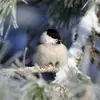 Elle est plus répandue en **Montagne** et en **Europe du nord**.