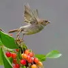 Il a un **régime omnivore** : il mange de tout (graines, petits animaux, fruits, bourgeons).