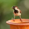 Il a un **bec de granivore** (court, conique et robuste). Il mange **majoritairement des graines**.