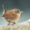 Les ailes et la queue sont **rayées**.