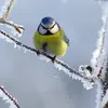 Elle peut être **sédentaire**. On peut la retrouver **toute l’année** dans un même environnement parce qu’elle résiste bien à l’**hiver**.
