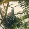 Il niche dans les **arbres**, en hauteur, au niveau de la **division de plusieurs branches**, c'est à dire, **les "rames"**, d'où son nom de Pigeon ramier !